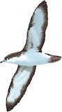 Audubon's Shearwater Illustration