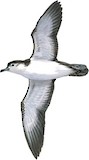 Bryan's Shearwater Illustration