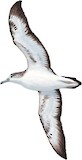 Streaked Shearwater Illustration