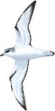 Masatierra Petrel Illustration