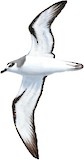 Pycroft's Petrel Illustration