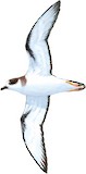 Barau's Petrel Illustration