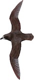 Grey-faced Petrel Illustration