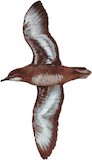 Heinroth's Shearwater Illustration