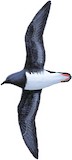 Beck's Petrel Illustration