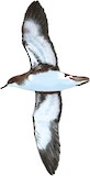 Hutton's Shearwater Illustration