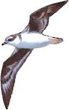 Fea's Petrel Illustration