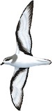Chatham Petrel Illustration