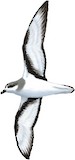 Chatham Petrel Illustration