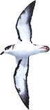 Bermuda Petrel Illustration