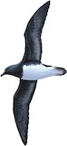 Tahiti Petrel Illustration