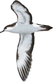 Rapa Shearwater Illustration