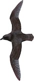 Great-winged Petrel Illustration