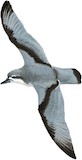 Broad-billed Prion Illustration