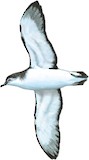 Little Shearwater Illustration