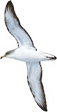 Scopoli's Shearwater Illustration