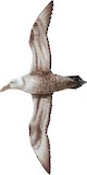 Southern Giant Petrel Illustration