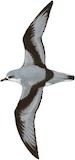 Cook's Petrel Illustration