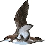 Balearic Shearwater Illustration