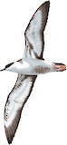 Great Shearwater Illustration