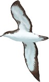 Boyd's Shearwater Illustration