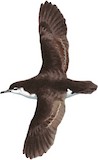 Barolo Shearwater Illustration