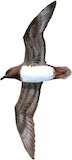 Atlantic Petrel Illustration