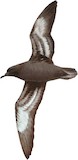 Sooty Shearwater Illustration