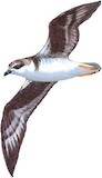 Zino's Petrel Illustration