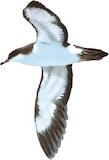 Townsend's Shearwater Illustration