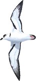 Black-capped Petrel Illustration