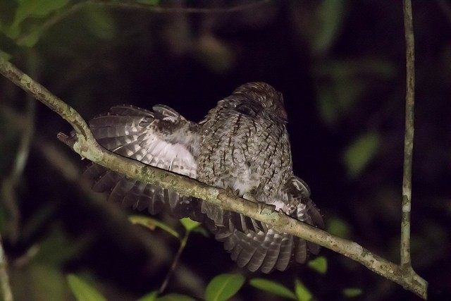 Puerto Rican Owl - matthew sabatine