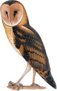 Tyto longimembris chinensis