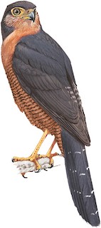 Micrastur ruficollis concentricus