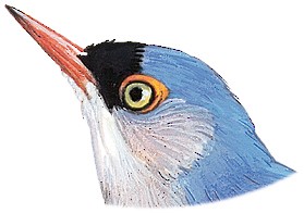 Sitta frontalis corallipes