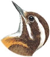 Illustration of Female - Sulu Pygmy Woodpecker