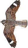 Chirruping Nightjar Illustration