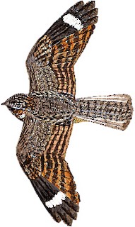 Caprimulgus griseatus griseatus