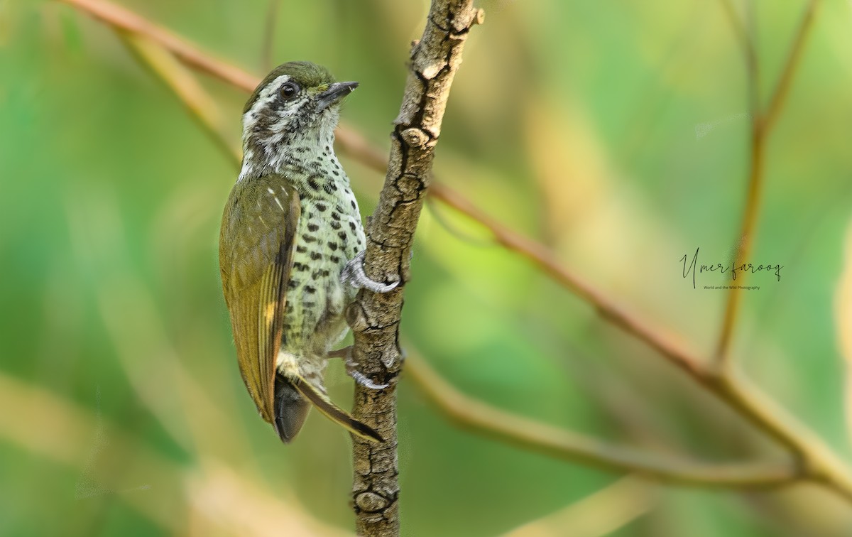 Speckled Piculet - Umer Farooq(World and the Wild Team)