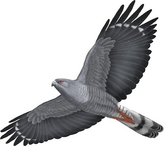 Geranospiza caerulescens caerulescens