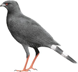 Geranospiza caerulescens balzarensis