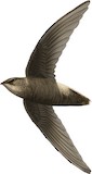 Chapman's Swift Illustration