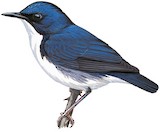 Siberian Blue Robin Illustration