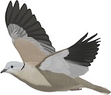 Eurasian Collared Dove Illustration