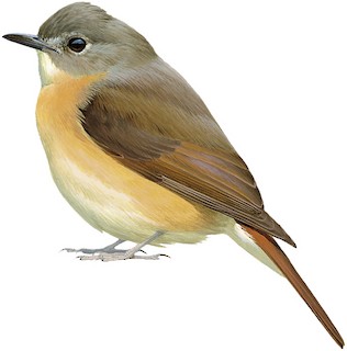 Cyornis poliogenys cachariensis