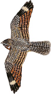 Caprimulgus griseatus griseatus