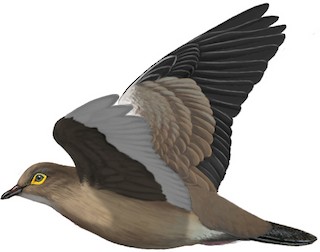 Metriopelia melanoptera saturatior