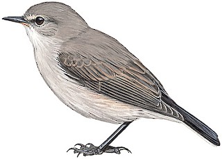 Muscisaxicola maculirostris niceforoi