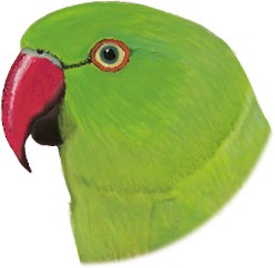 Psittacula krameri manillensis