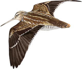 Gallinago solitaria solitaria